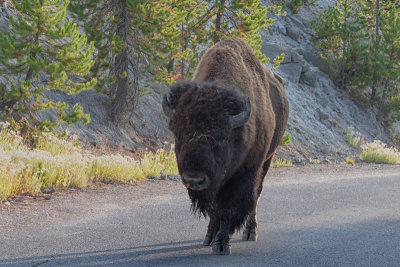 Bison at Virginia Cascade