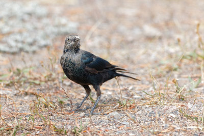 Brewer's Blackbird