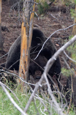 Grizzly bear and bison carcass