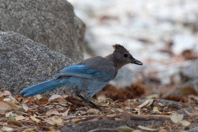 Steller's jay