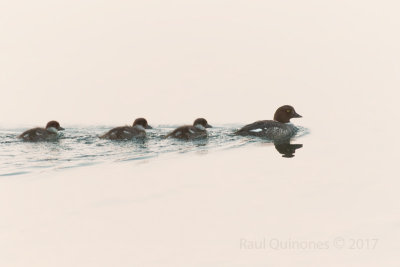 Common Goldeneye