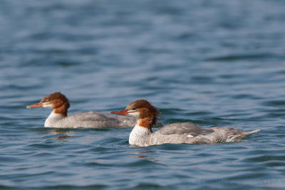 Common Merganser