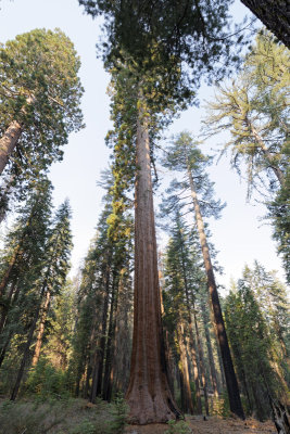 Ancient giant Sequoias at Tuolumne grove
