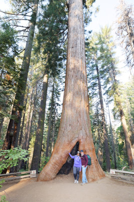 Ancient giant Sequoias at Tuolumne grove