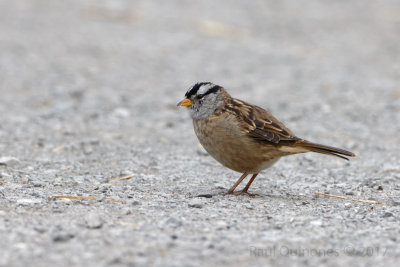 White-crowned Sparrow