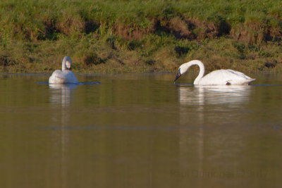 Trumpeter Swan