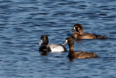 Greater Scaup