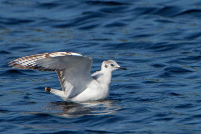 Bonaparte's Gull