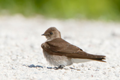 Northern Rough-winged Swallow