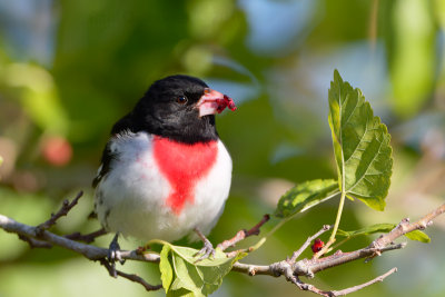 Rose-breasted Grosbeak