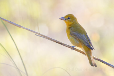 Summer Tanager (female)