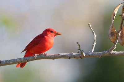 Summer Tanager