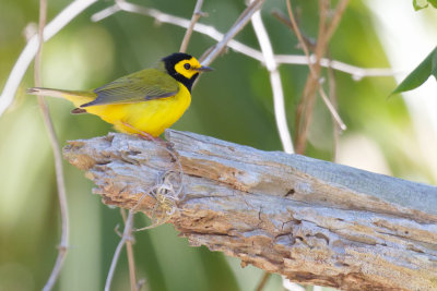 Hooded Warbler