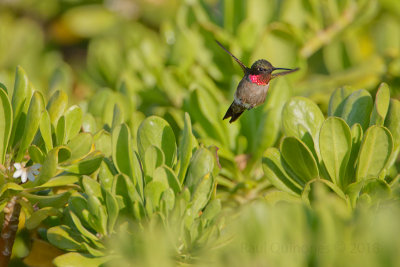  Ruby-throated Hummingbird