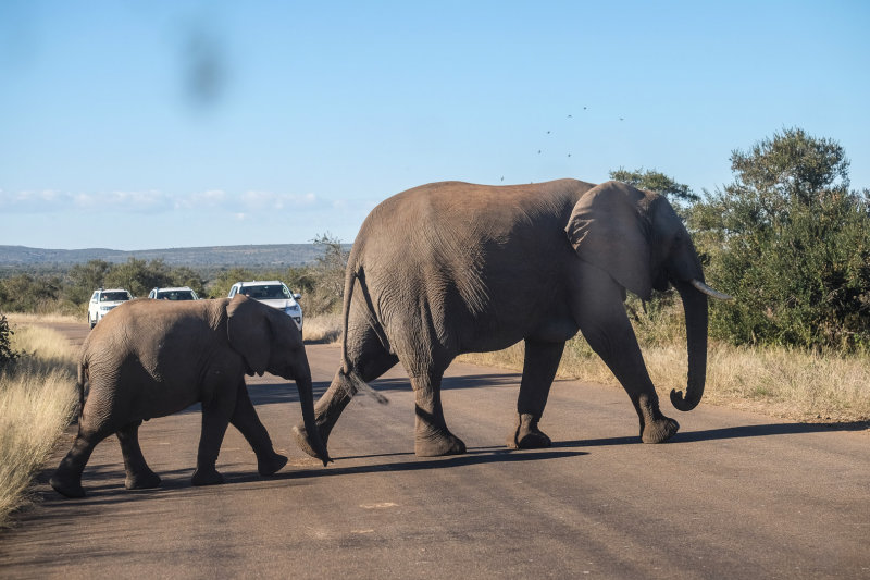 Kruger national park