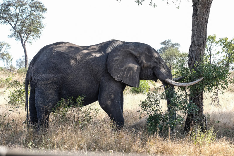 Kruger national park