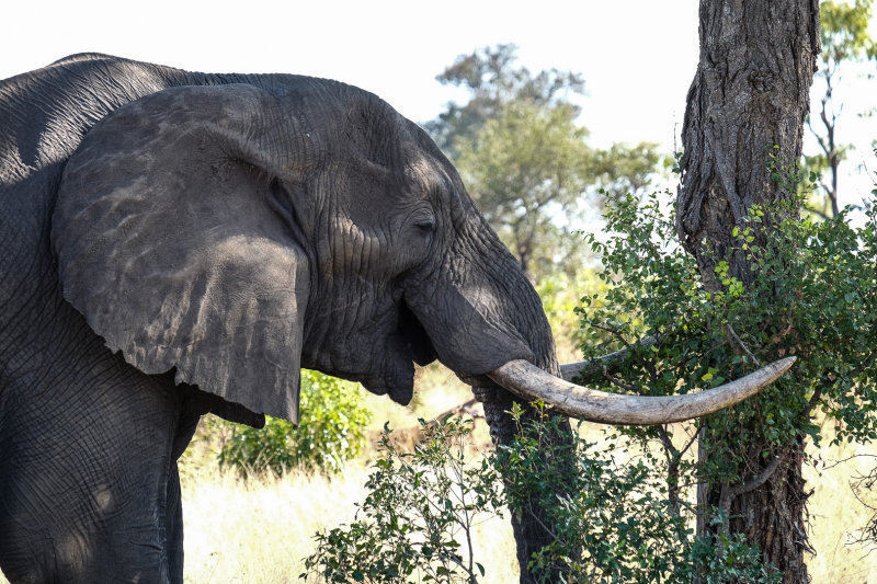 Kruger national park