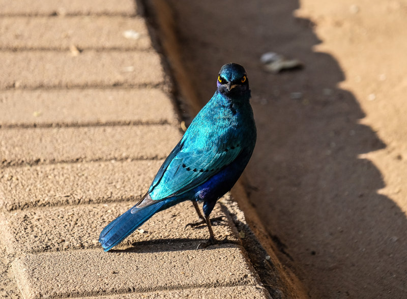 Kruger national park
