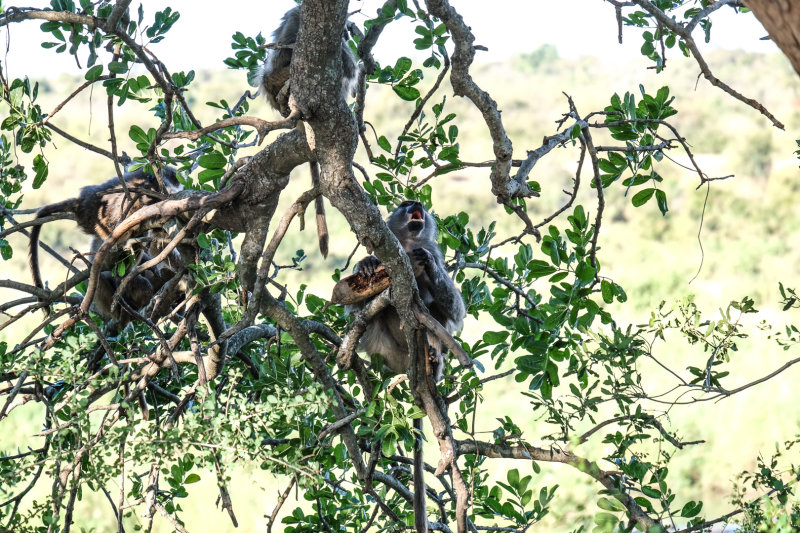 Kruger national park