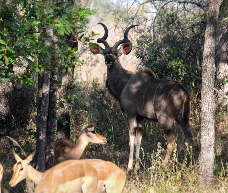 Kruger national park