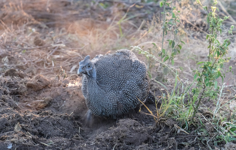 Kruger national park