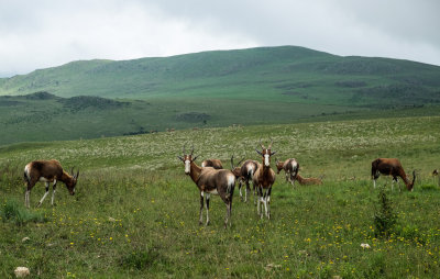 Springbok 