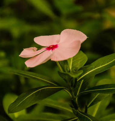 Buffalo_Botanical_Gardens5.jpg