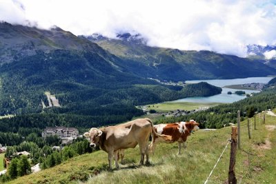 Hiking from Signal to Silvaplana