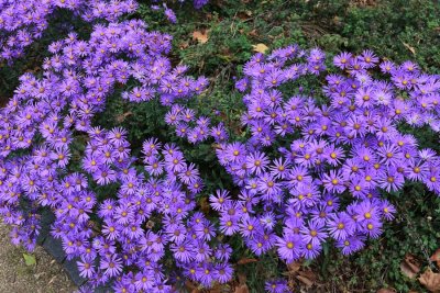 Frankfurt am Main. Palmengarten (Botanic Gardens)