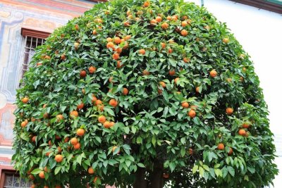 Orange Trees in Crdoba