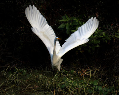 egrets_large_and_small