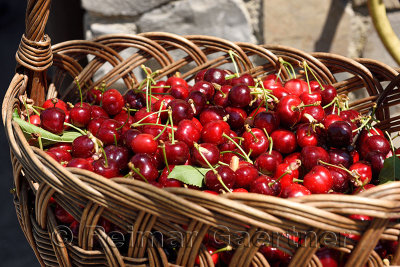Fresh picked cherries in a wicker basket in Dolnje Cerovo in the Gorica Hills Brda Slovenia