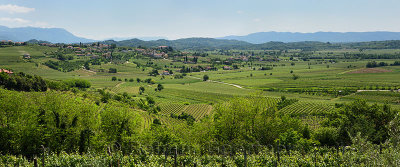 Panorama of vineyards in the green hills of Gorizia Brda fwith hilltop village of Vipolze Slovenia