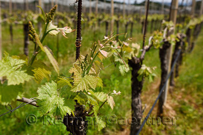 Rows of grape vines in a vineyard in Spring with emerging leaves and grapes in Kriz Sezana Slovenia