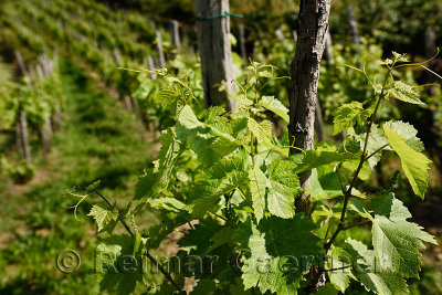 Rows of grape vines in a vineyard in Spring with young leaves and grape clusters in Vedrijan Brda Slovenia