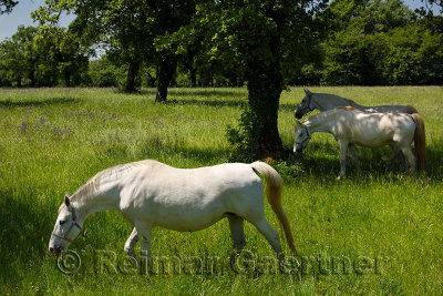 Three white Lipizzan horses grazing in a field at the Lipica Stud Farm at Lipica Sezana Slovenia