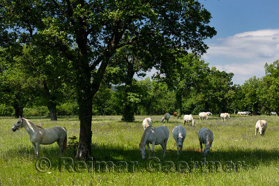Herd of white Lipizzaner horses grazing in a grassy meadow at the Lipica Stud Farm at Lipica Sezana Slovenia