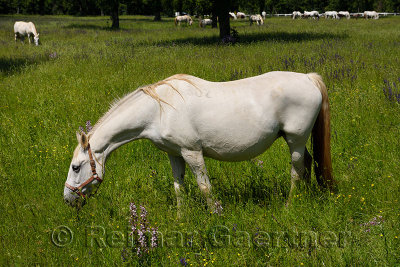Close up of a white Lipizzaner horses with herd grazing in a meadow with grass and flowers at the Lipica Stud Farm at Lipica Sez