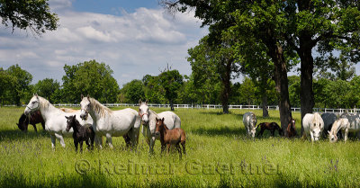 Panorama of white Lipizzaner mare horses with dark foals grazing in a meadow with grass and flowers at the Lipica Stud Farm at L