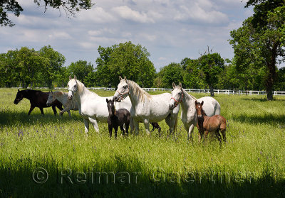 White Lipizzaner mares horse breed with dark foals grazing in a meadow with grass and flowers at the Lipica Stud Farm at Lipica 