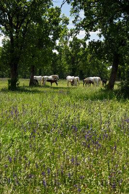 White Lipizzaner mares nursing dark foals while grazing in a flowery meadow at the Lipica Stud Farm at Lipica Sezana Slovenia