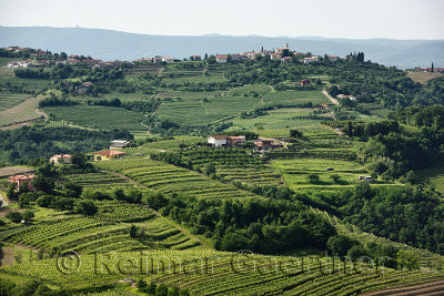 View of hilltop Saint Nicholas church in Gornje Cerovo and rows of grapes in vineyards of Goriska Hills from Smartno Brda Sloven