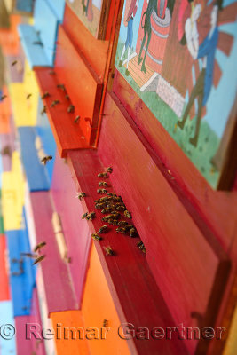 Close up of bees entering beehives of colorful hand painted apiary boxes of traditional scenes at Kralov Med in Selo near Bled S