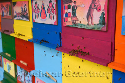 Close up of bees entering hives of colorful hand painted apiary boxes of traditional scenes at Kralov Med in Selo near Bled Slov