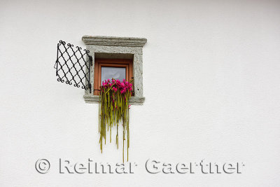 Pink flowering Rattail cactus in window on white stucco wall at rooms Jerman Mlino village Bled Slovenia