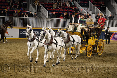 White horses at Green Meadows Four in Hand Coaching Class performance at The Royal Horse Show Ricoh Coliseum Exhibition Place To