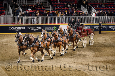 Double S winners of the Belgian Six Horse Hitch competition at The Royal Horse Show at Ricoh Coliseum Exhibition Place Toronto