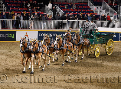 Lor-Rob Farms at the Belgian Six Horse Hitch competition at The Royal Horse Show at Ricoh Coliseum Exhibition Place Toronto