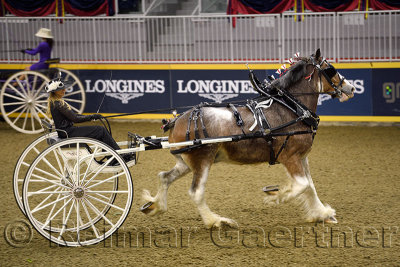 Woman driving a draft horse at the NASHHCS Classic Cart Series at the Royal Horse Show Ricoh Coliseum Exhibition Place Toronto