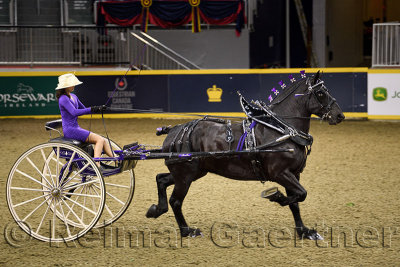 Hannah Deer with black Percheron draft horse winner at NASHHCS Classic Cart Series at the Royal Horse Show Ricoh Coliseum Toront